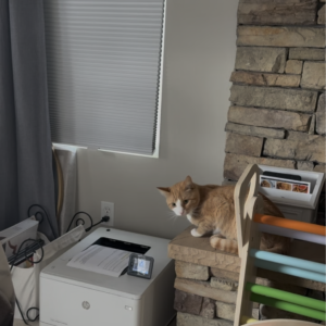 Cat watching printer